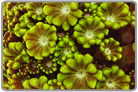 Metallic Green Flower Pot Coral